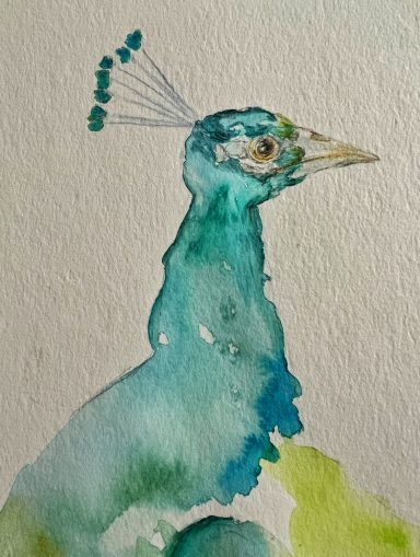 Wasserfarbzeichnung eines peacock mit grün-blauem Gefieder und auffälligem Schopf.